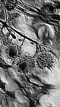Skamielina