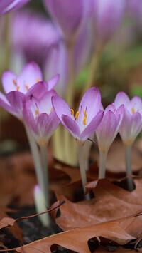 Oryginalny obrazek