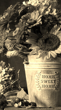 Szary + Sepia