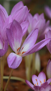 Oryginalny obrazek