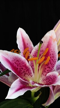 Oryginalny obrazek