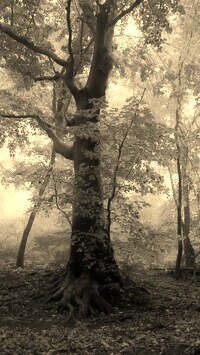 Szary + Sepia