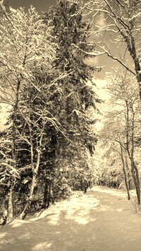 Szary + Sepia