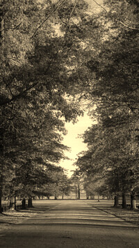 Szary + Sepia