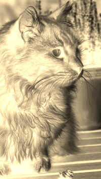 Sepia + Negatyw