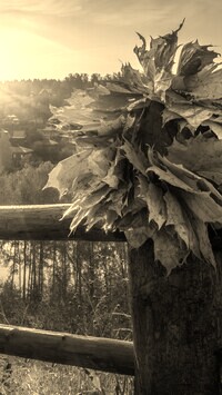 Szary + Sepia
