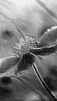 Skamielina
