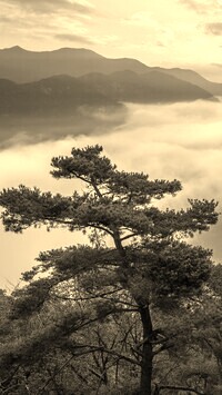 Sepia