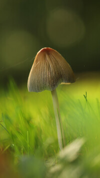 Oryginalny obrazek