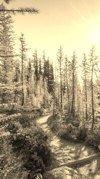Sepia