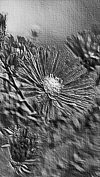 Skamielina