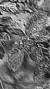 Skamielina