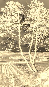 Sepia + Negatyw