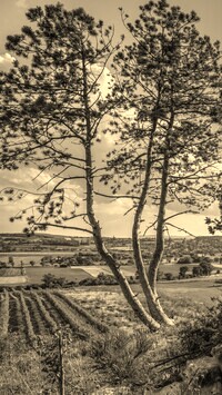 Szary + Sepia