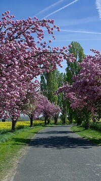 Oryginalny obrazek