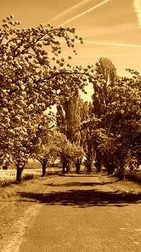 Sepia