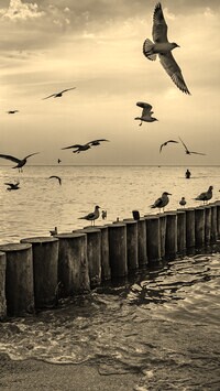 Szary + Sepia