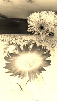 Sepia + Negatyw