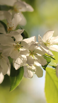Oryginalny obrazek