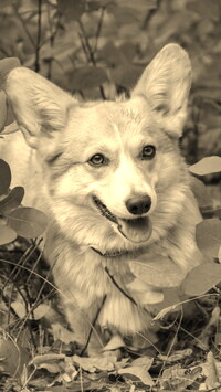 Szary + Sepia