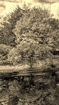 Szary + Sepia