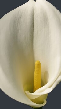 Oryginalny obrazek