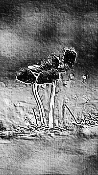 Skamielina