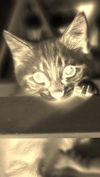 Sepia + Negatyw
