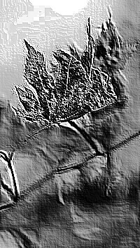 Skamielina