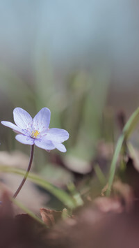 Oryginalny obrazek