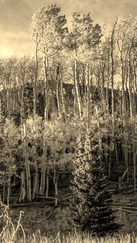 Sepia