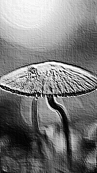 Skamielina