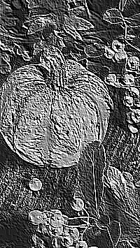 Skamielina
