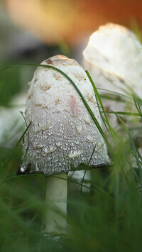 Oryginalny obrazek
