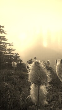 Szary + Sepia