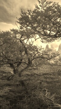 Szary + Sepia