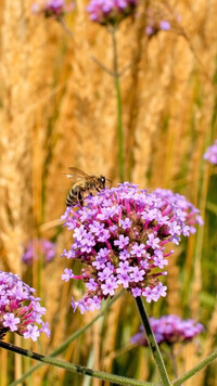 Oryginalny obrazek