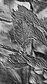 Skamielina