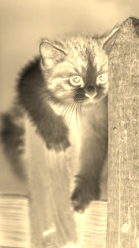 Sepia + Negatyw