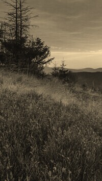 Szary + Sepia