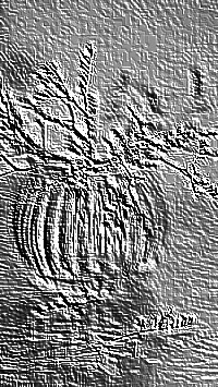 Skamielina