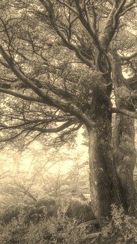 Szary + Sepia