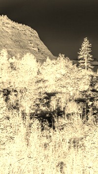 Sepia + Negatyw