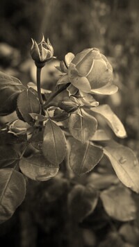 Szary + Sepia