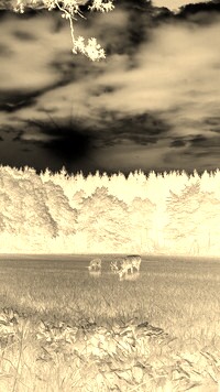 Sepia + Negatyw