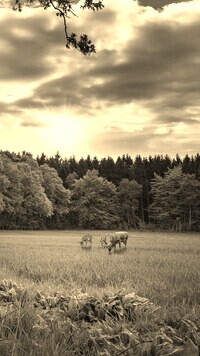 Szary + Sepia