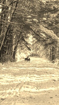 Szary + Sepia