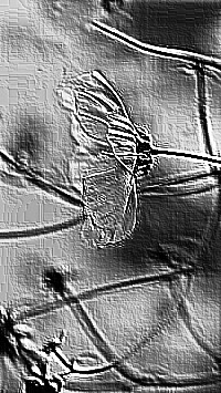 Skamielina