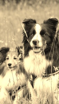 Szary + Sepia