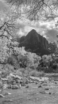 Szary
